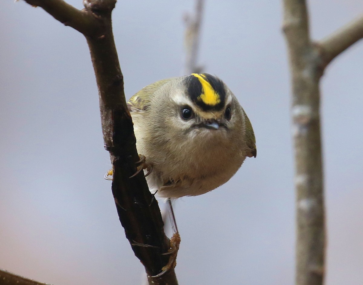 Golden-crowned Kinglet - ML627357421