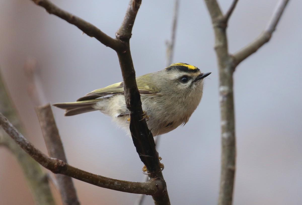 Golden-crowned Kinglet - ML627357422