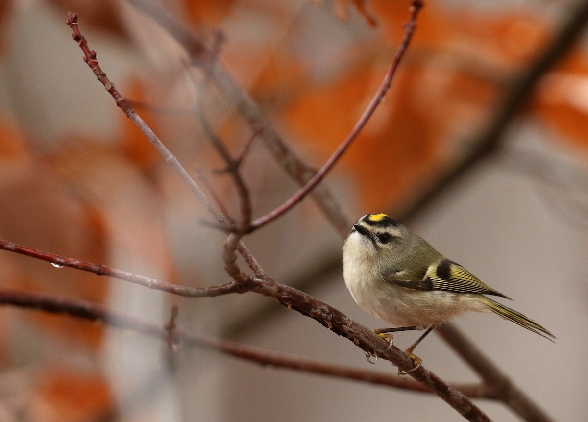 Golden-crowned Kinglet - ML627357423