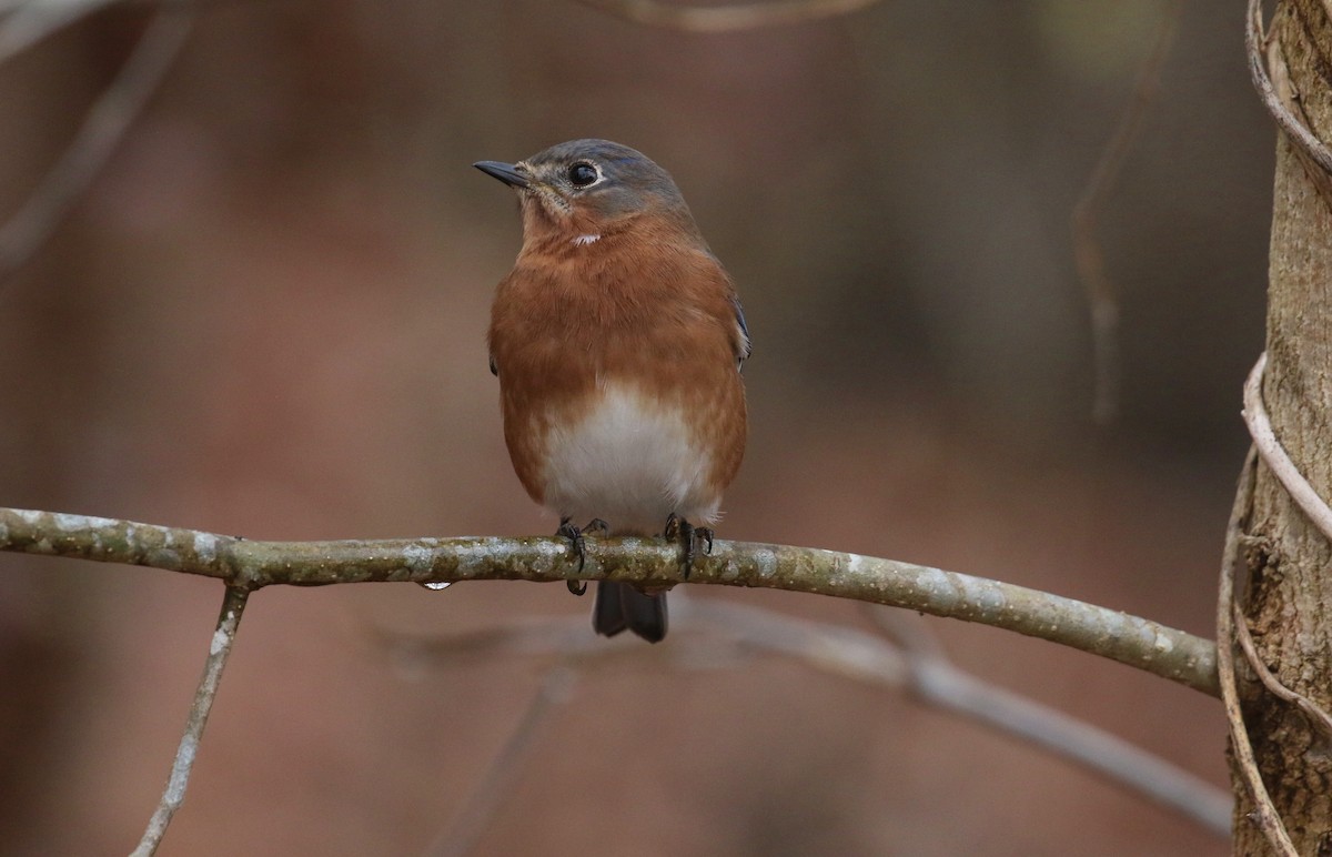 Eastern Bluebird - ML627357432