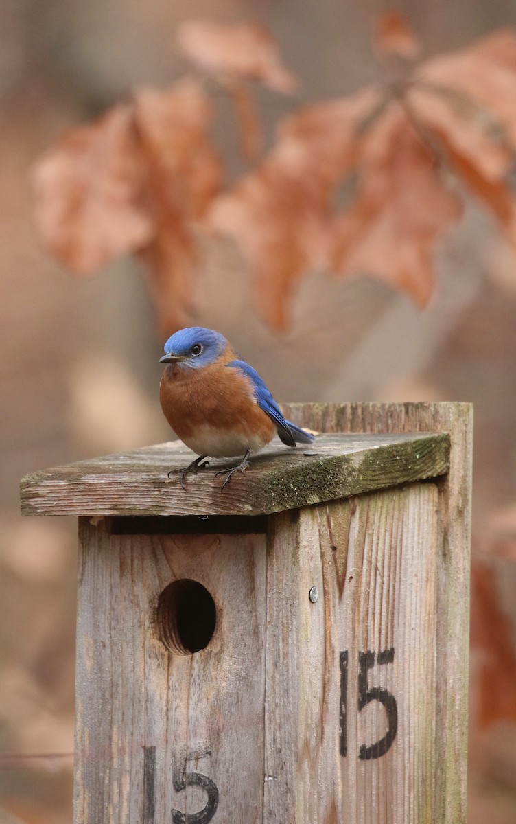 Eastern Bluebird - ML627357433