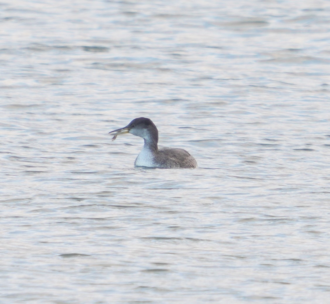赤頸鸊鷉 - ML627357434
