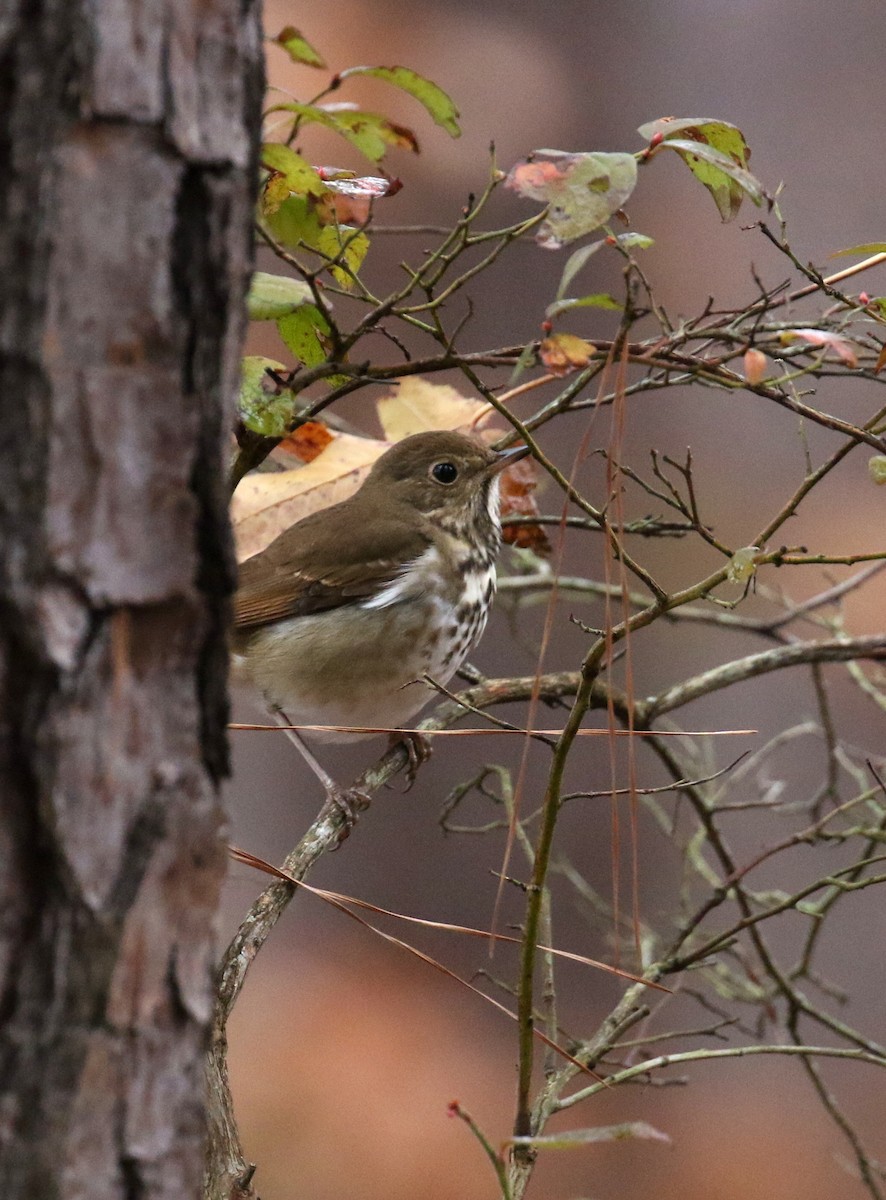 Hermit Thrush - ML627357437