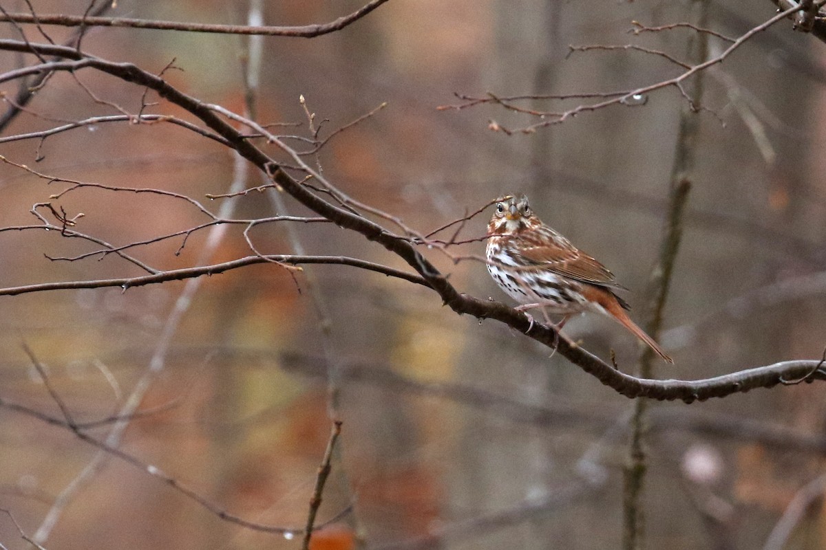 Fox Sparrow - ML627357450