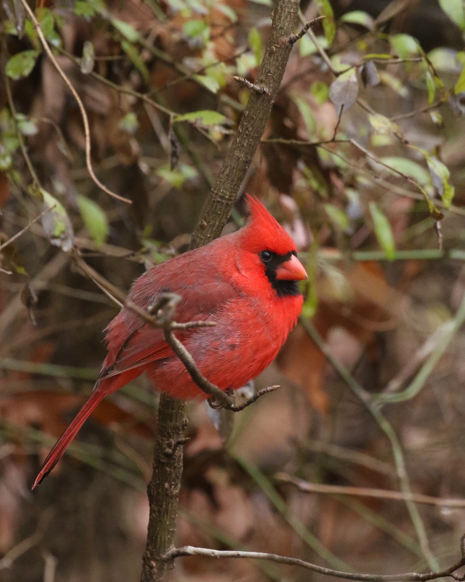 Northern Cardinal - ML627357458