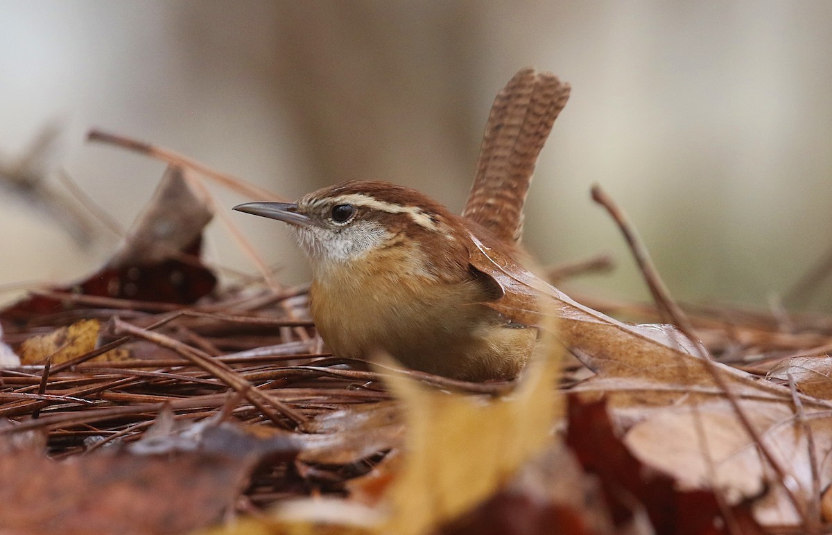 Carolina Wren - ML627357462