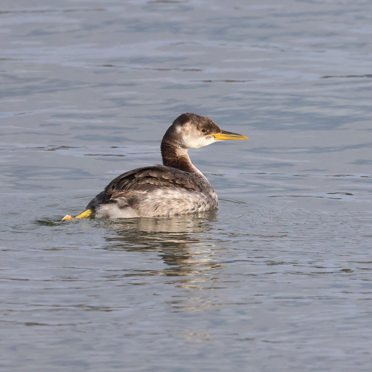 potápka rudokrká - ML627357639