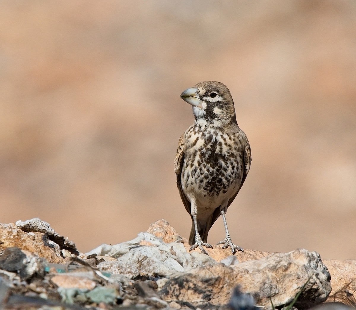 Thick-billed Lark - ML627357726