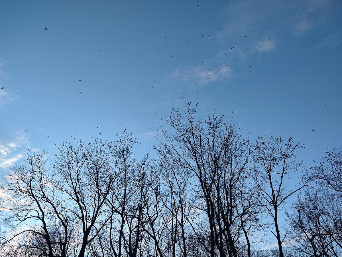 European Starling - ML627357758