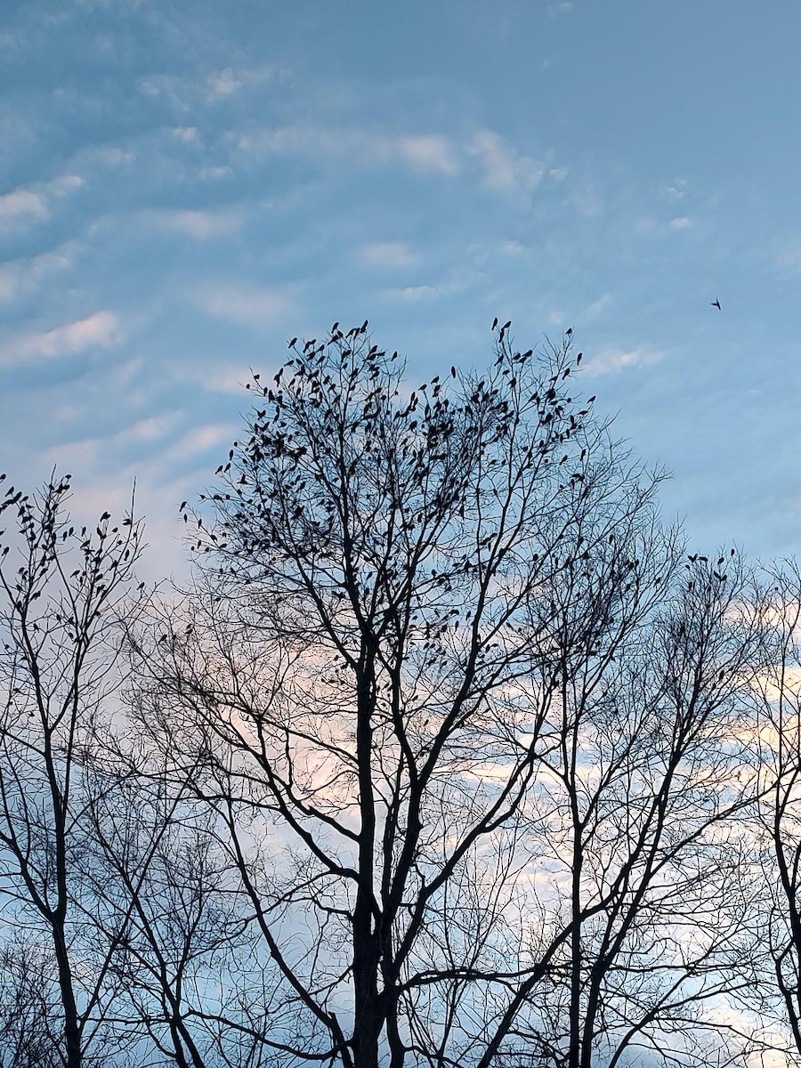 Red-winged Blackbird - ML627357763