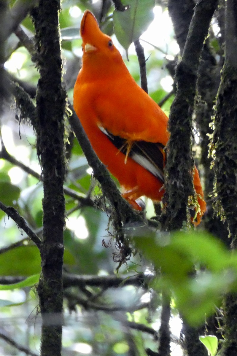 Coq-de-roche orange - ML627358011