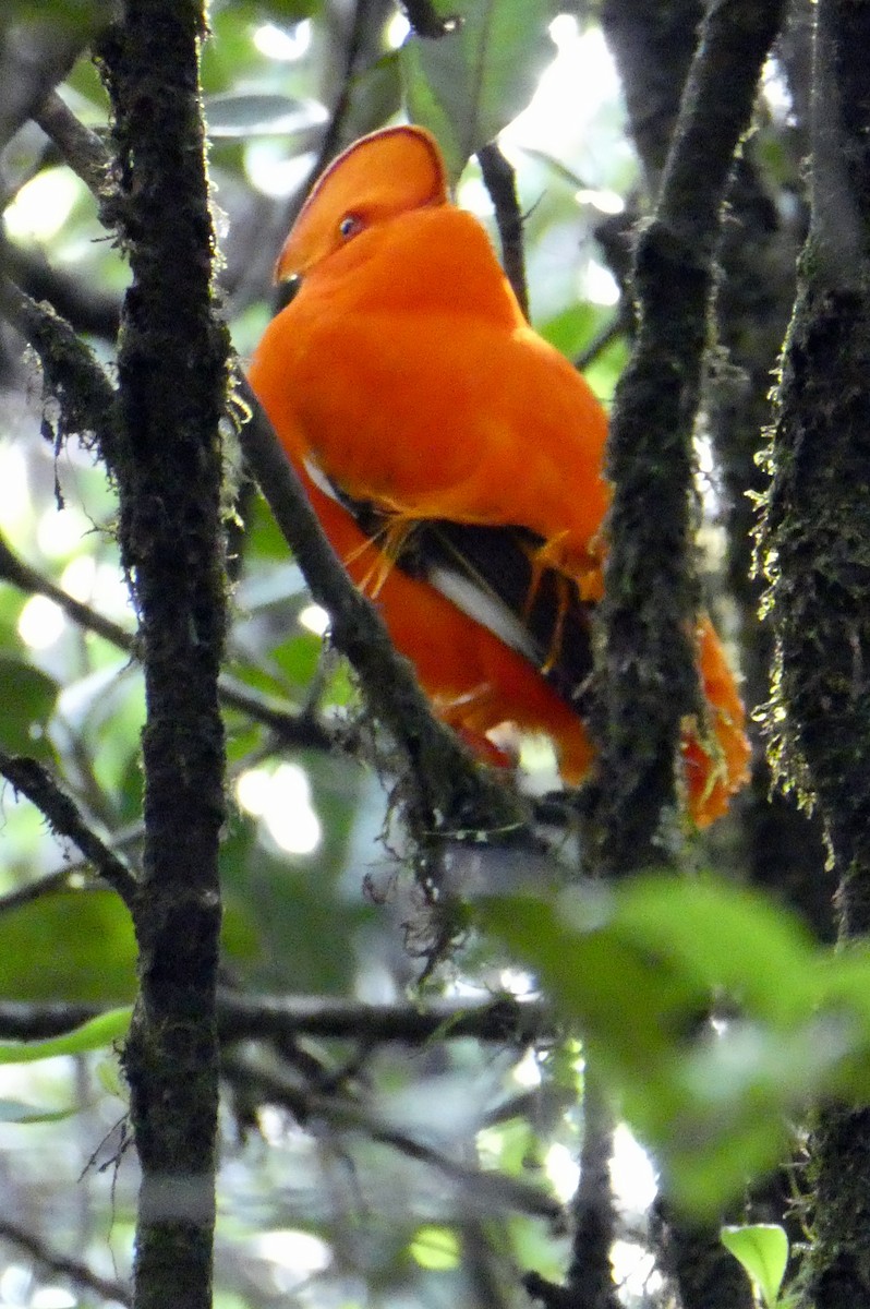 Coq-de-roche orange - ML627358012