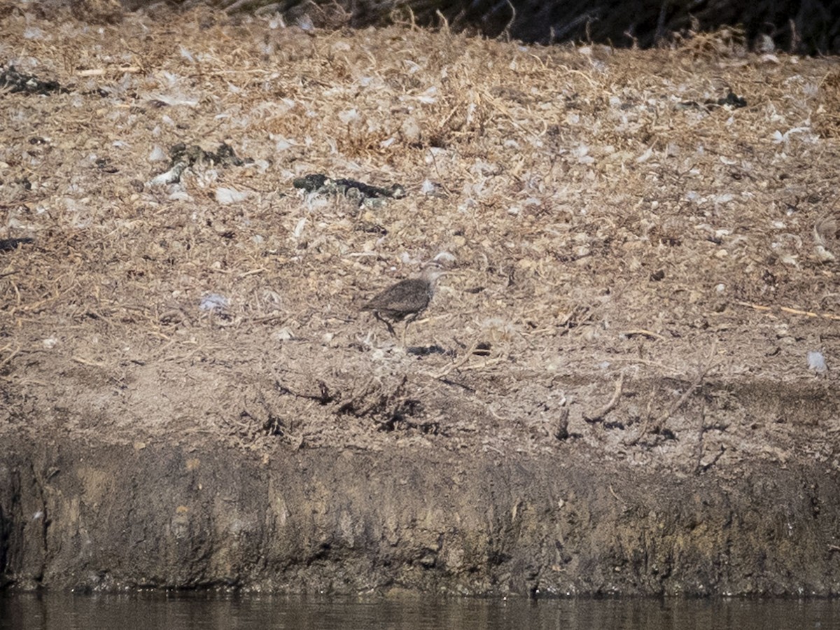 Spotted Sandpiper - ML627358104