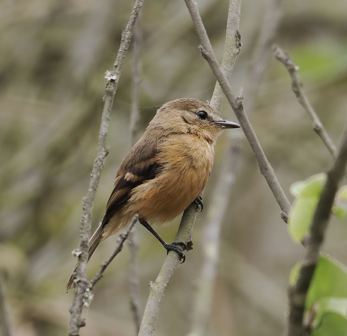 Rufescent Flycatcher - ML627358177