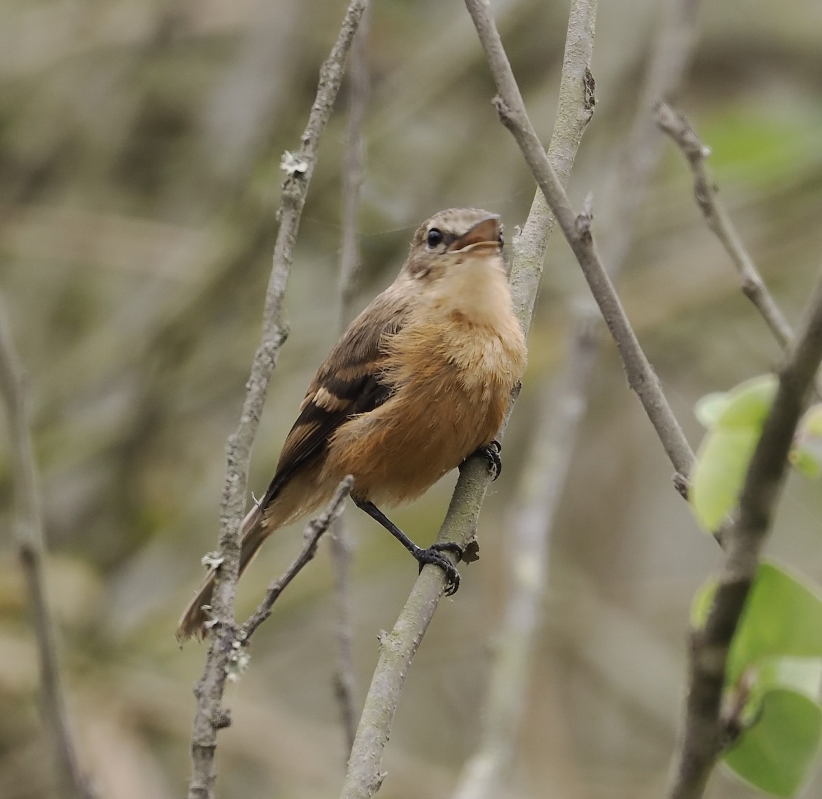 Rufescent Flycatcher - ML627358178