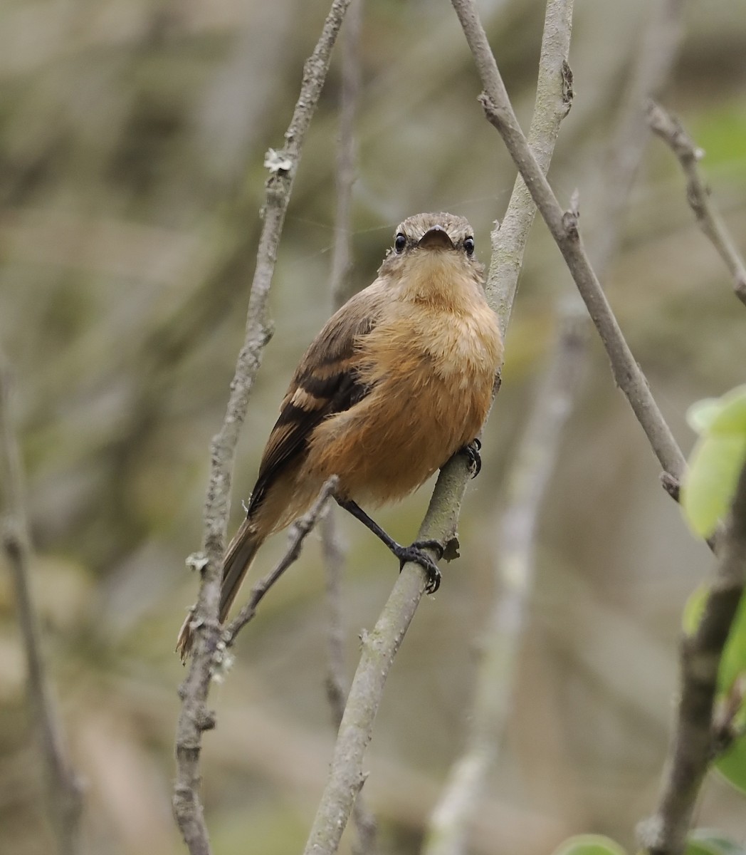 Rufescent Flycatcher - ML627358179