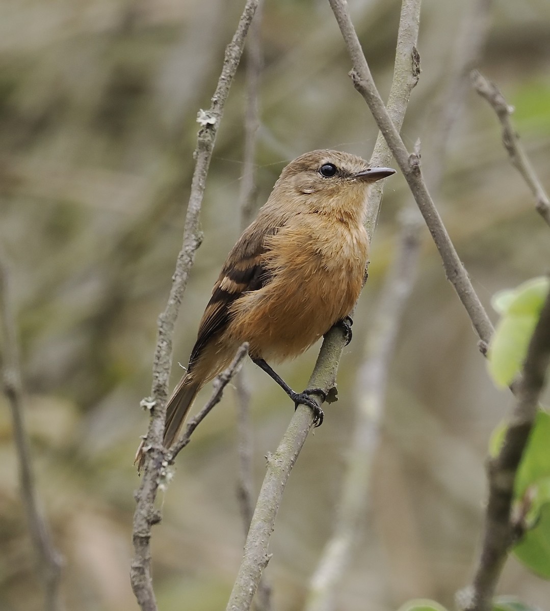 Rufescent Flycatcher - ML627358180