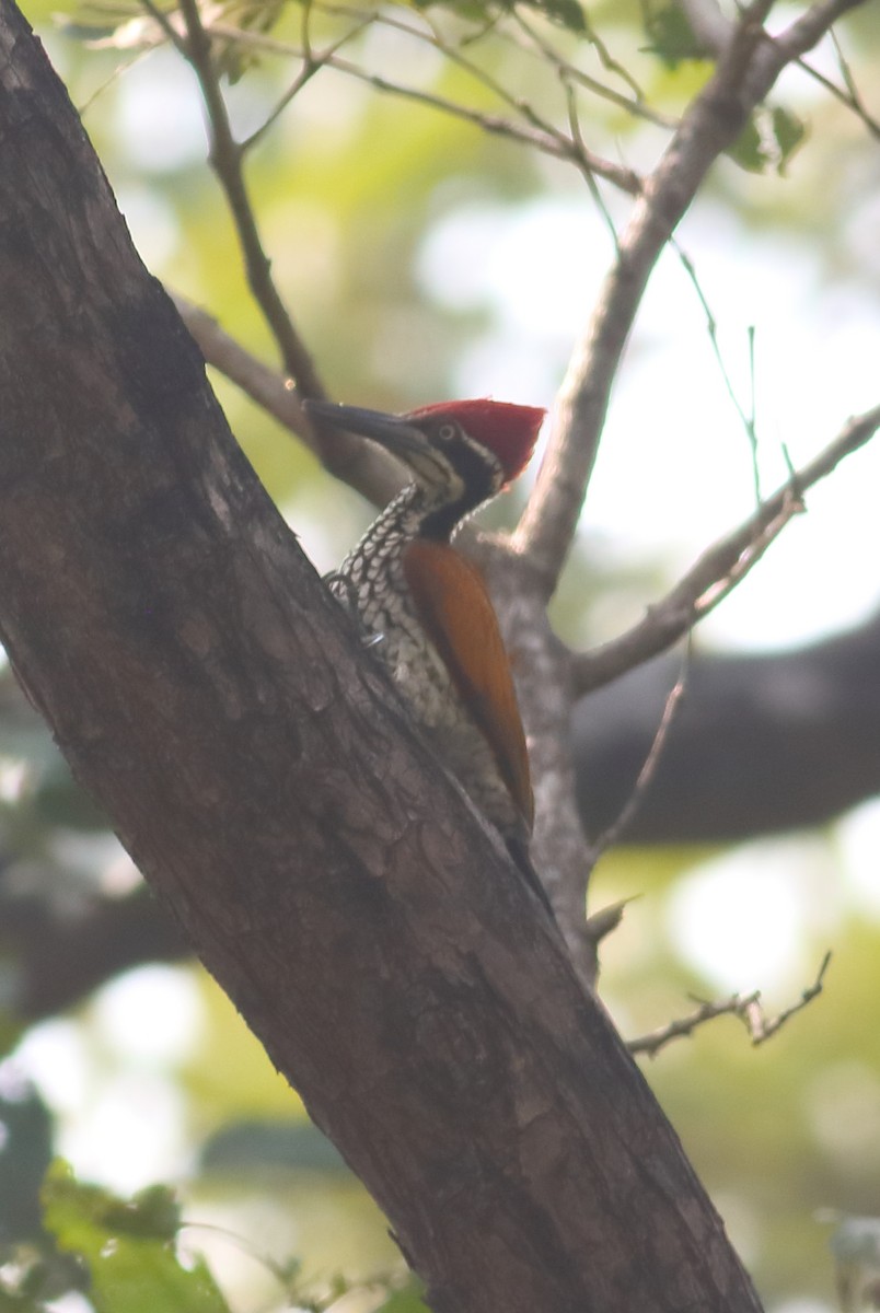 Malabar Flameback - ML627358248