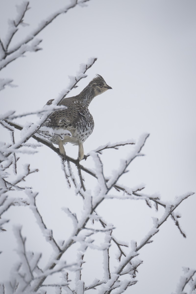 Sharp-tailed Grouse - ML627358375