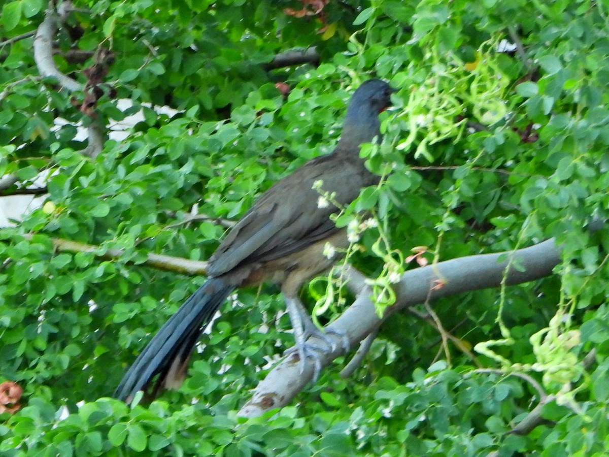 Chachalaca Culirroja - ML627358436