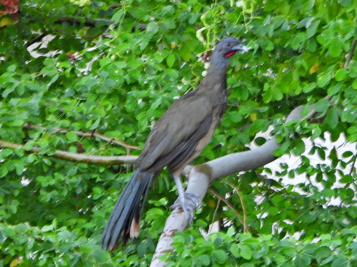 Chachalaca Culirroja - ML627358437