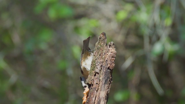 Black-crested Titmouse - ML627358484