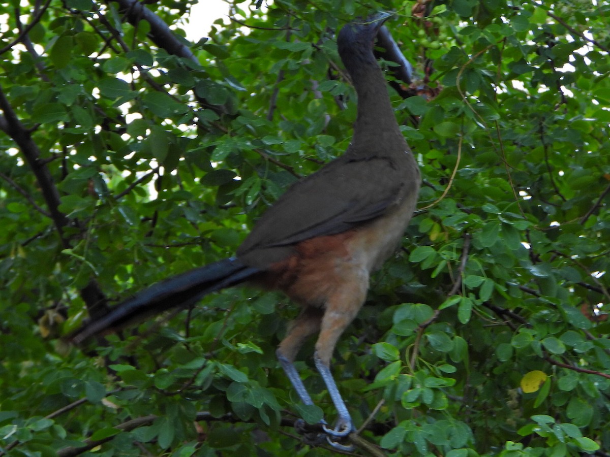 Chachalaca Culirroja - ML627358487