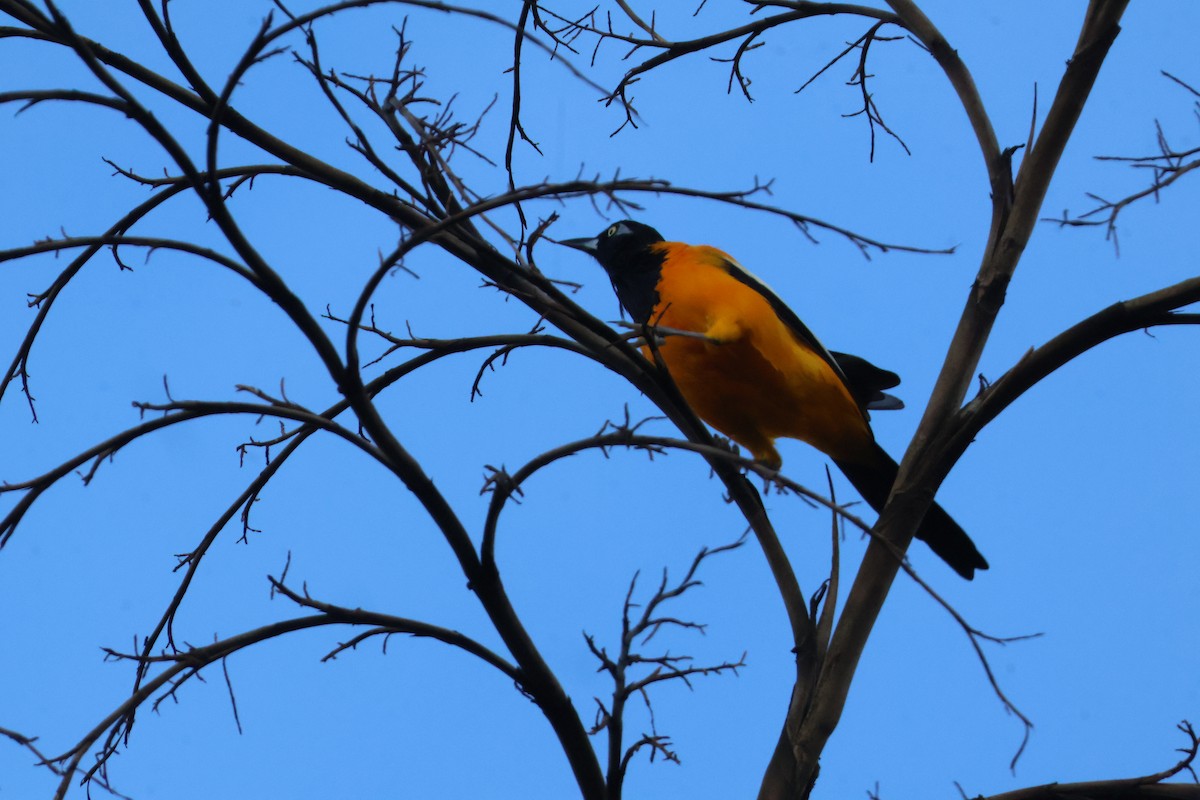 Venezuelan Troupial - ML627358505