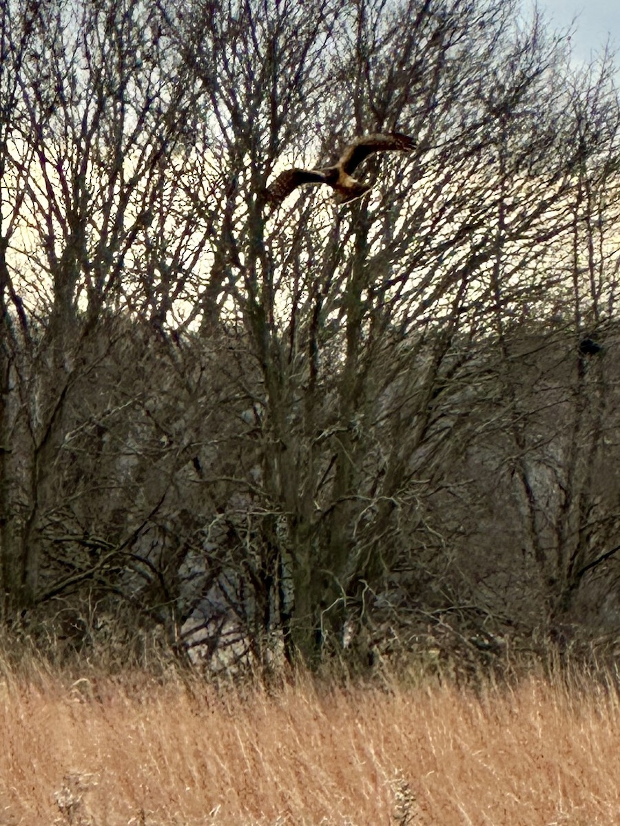 Northern Harrier - ML627358510