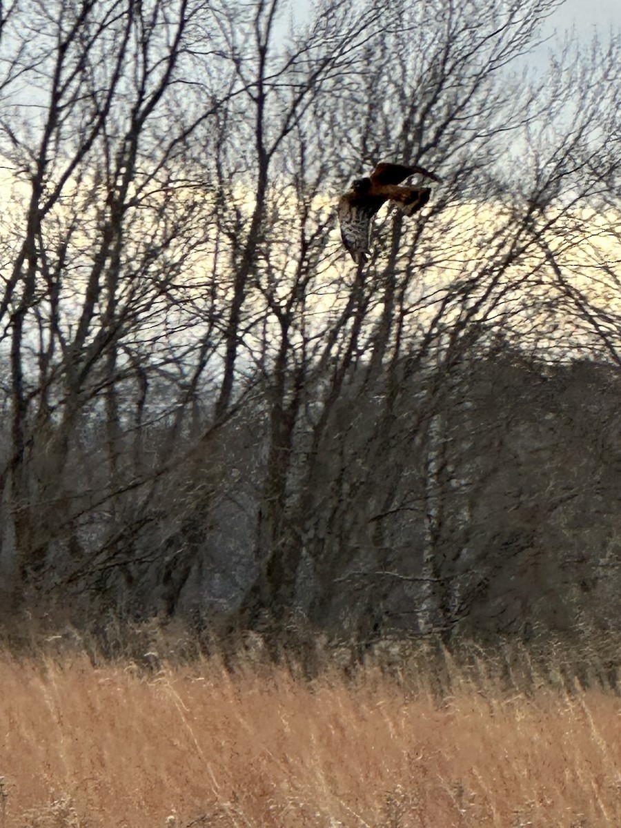 Northern Harrier - ML627358511