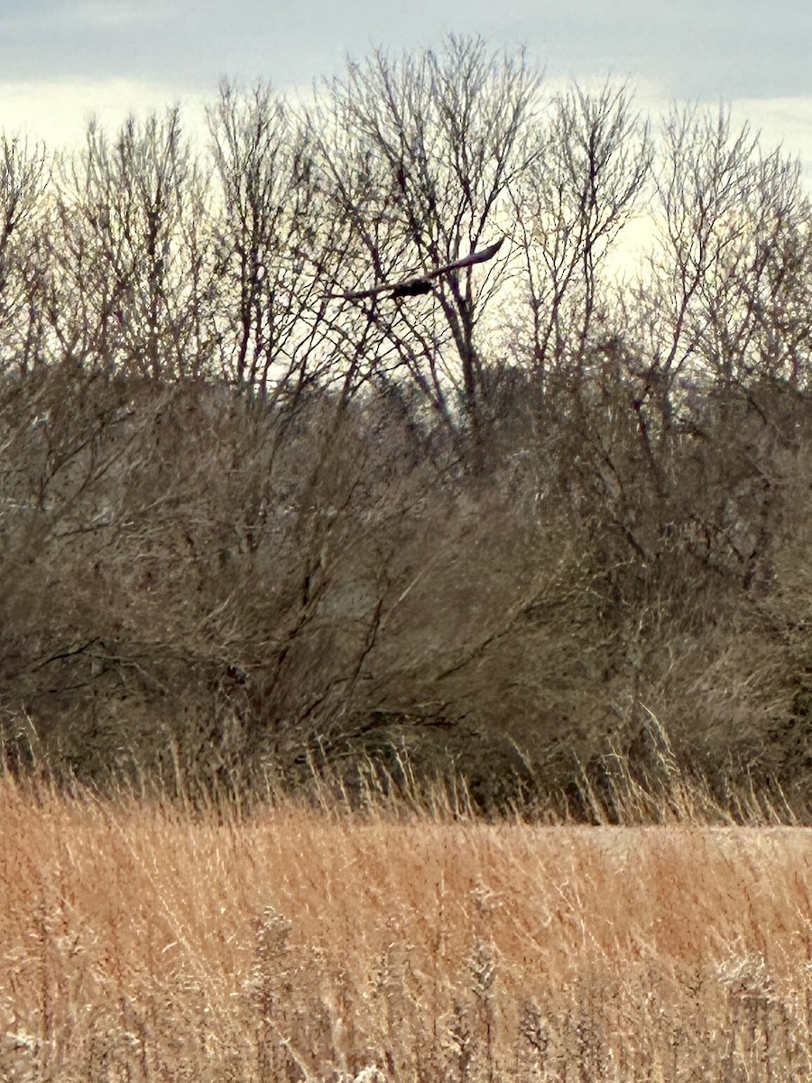 Northern Harrier - ML627358512