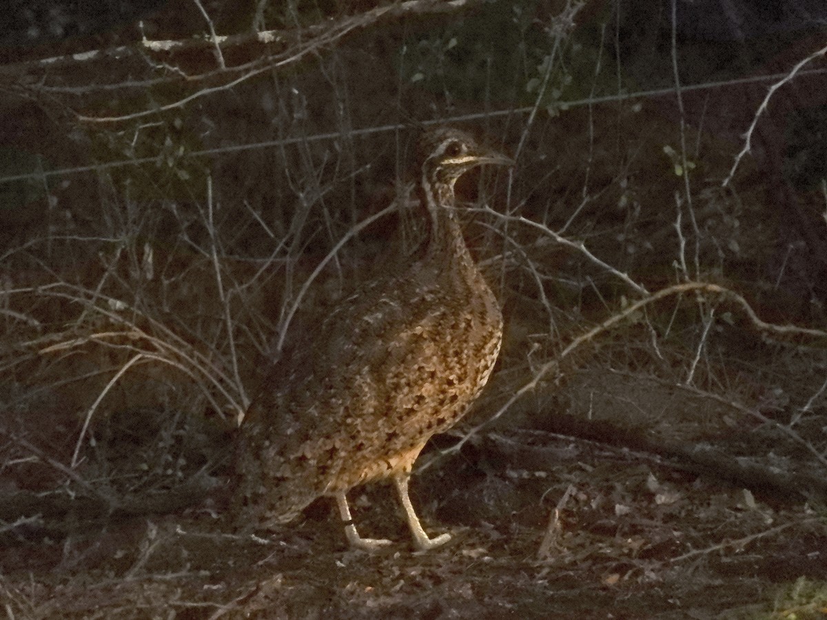 Quebracho Crested-Tinamou - ML627358669