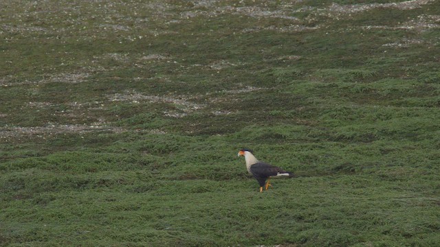 Crested Caracara - ML627358738