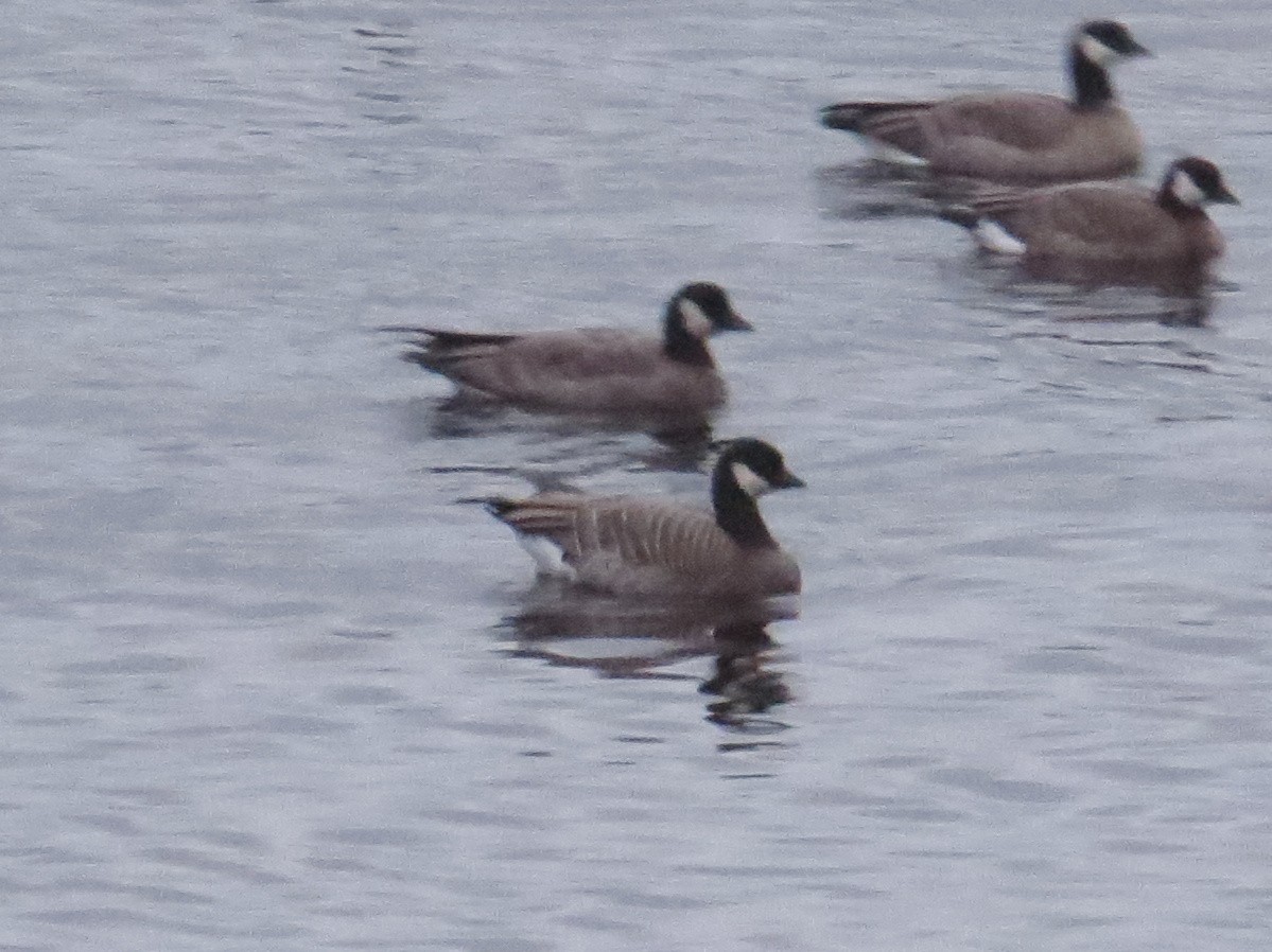 Cackling Goose (minima) - ML627358908