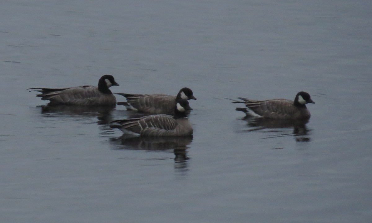 Cackling Goose (minima) - ML627358927