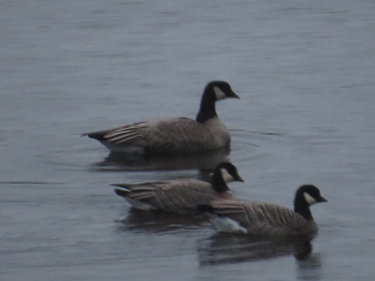 Cackling Goose - ML627358936