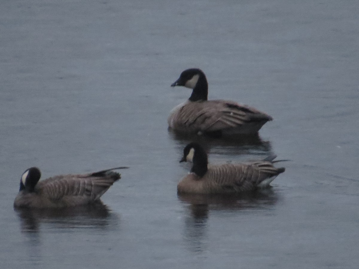 Cackling Goose - ML627358937