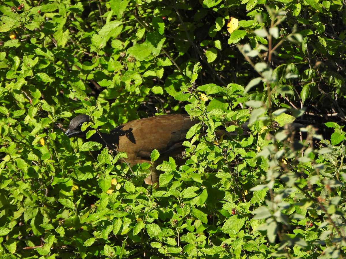 Chachalaca Culirroja - ML627359298