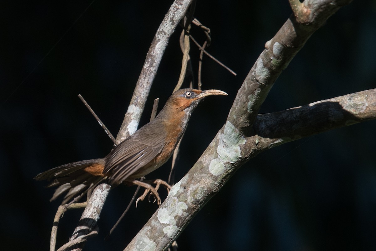 Rusty-cheeked Scimitar-Babbler - ML627359527