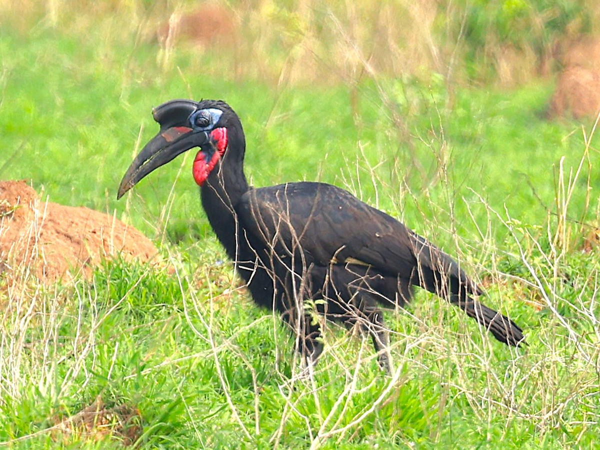 Abyssinian Ground-Hornbill - ML627359578