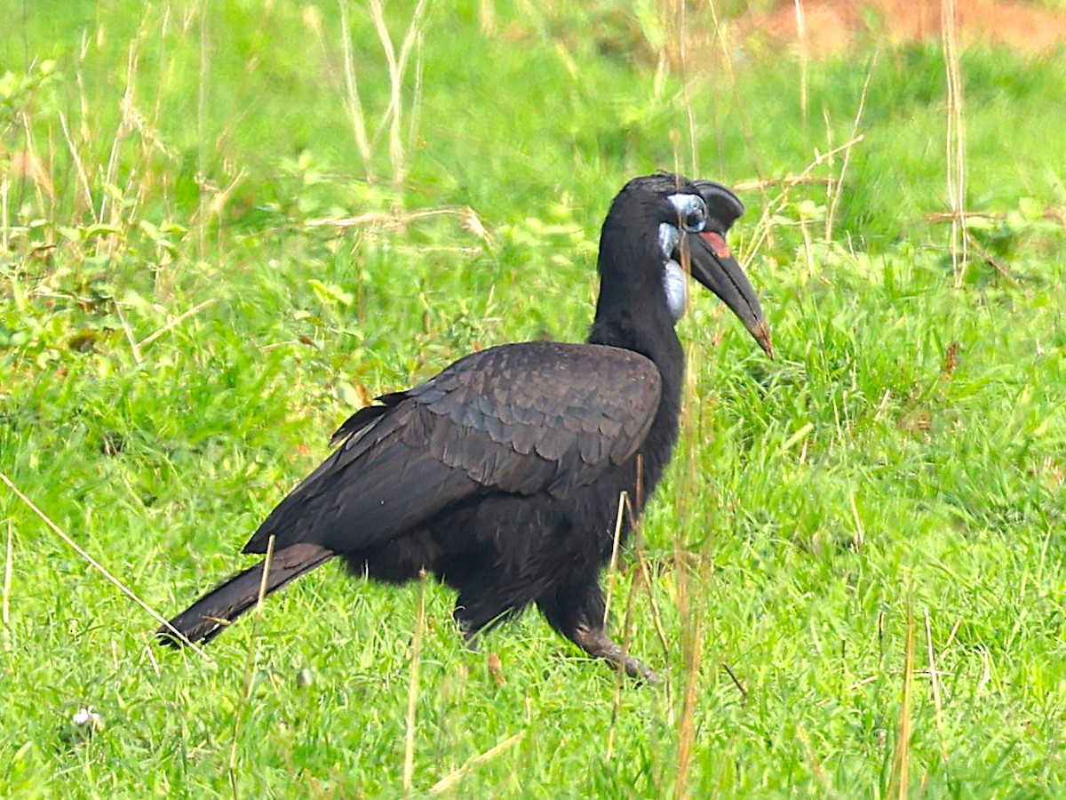 Abyssinian Ground-Hornbill - ML627359579