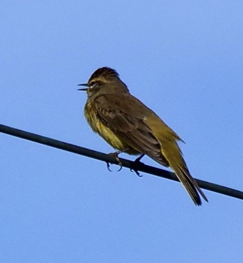 Palm Warbler - ML627359760