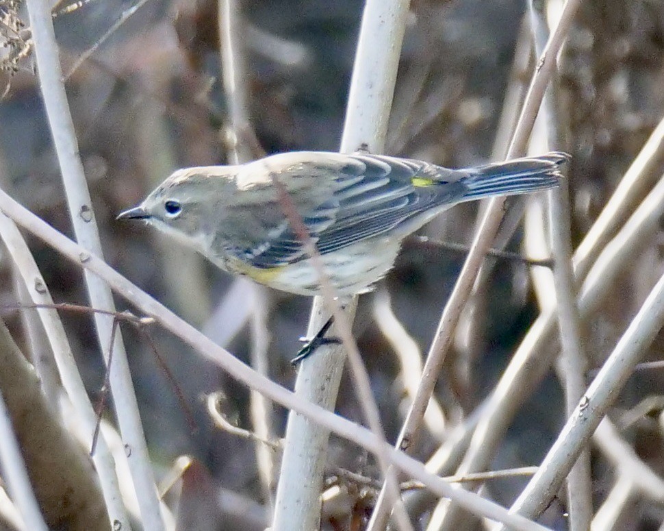 Yellow-rumped Warbler - ML627359772