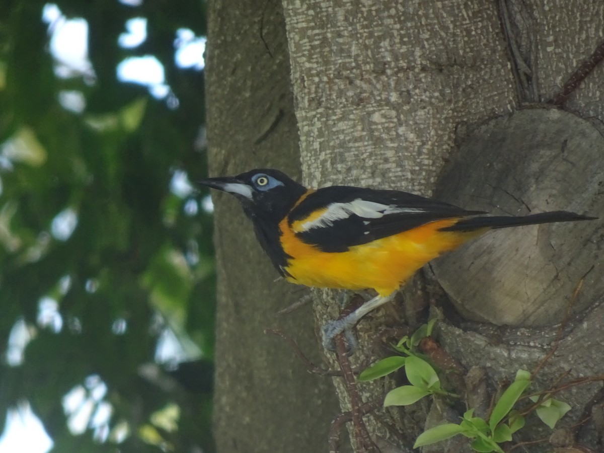 Venezuelan Troupial - ML627359792