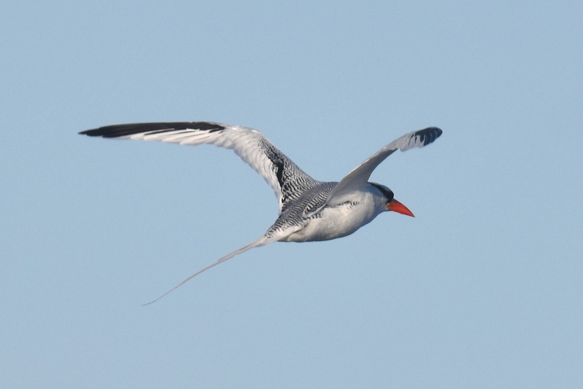 Red-billed Tropicbird - ML627359959