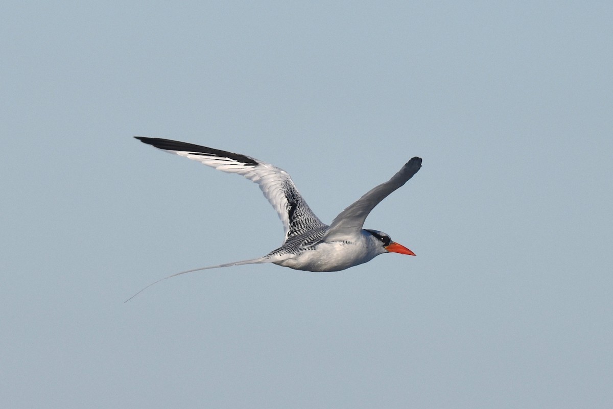 Red-billed Tropicbird - ML627359960