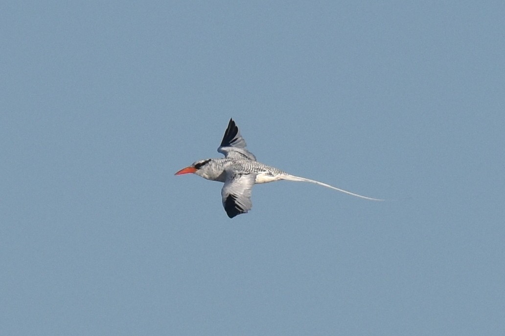 Red-billed Tropicbird - ML627359961