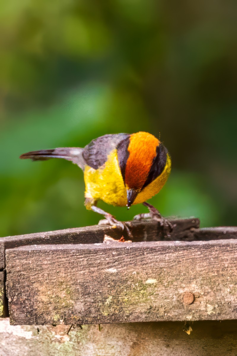 Yellow-breasted Brushfinch - ML627360027