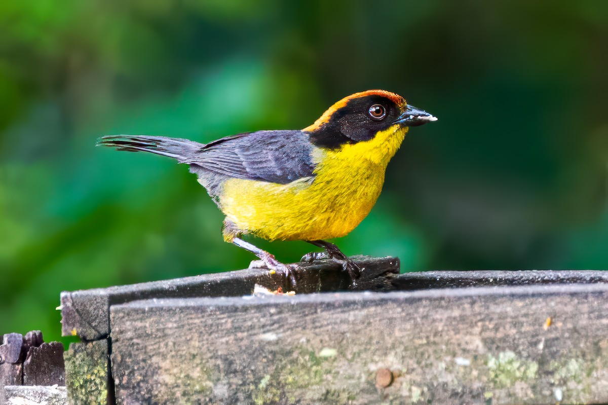 Yellow-breasted Brushfinch - ML627360028