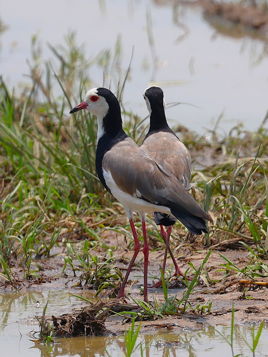 Long-toed Lapwing - ML627360342